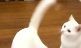 猫咪视频网站,揭秘猫咪视频网站的魅力世界