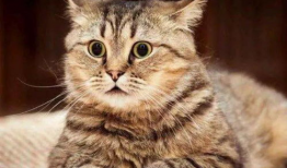 猫咪视频网站,揭秘猫咪视频网站的魅力世界